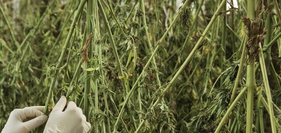 cannabis
